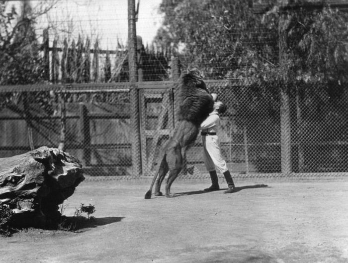 Львиная ферма в Калифорнии