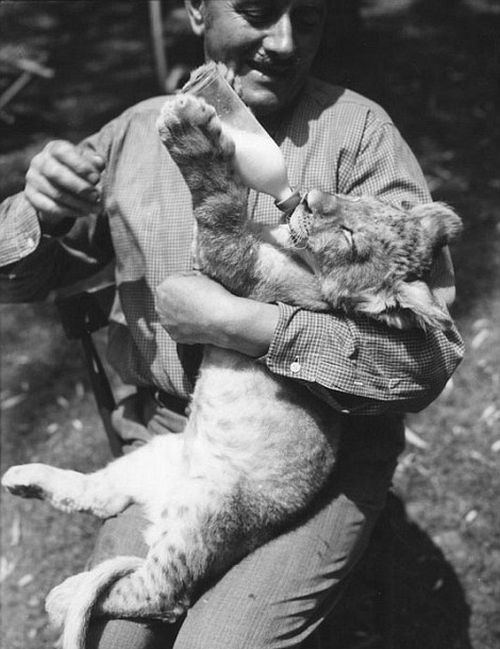 Львиная ферма в Калифорнии