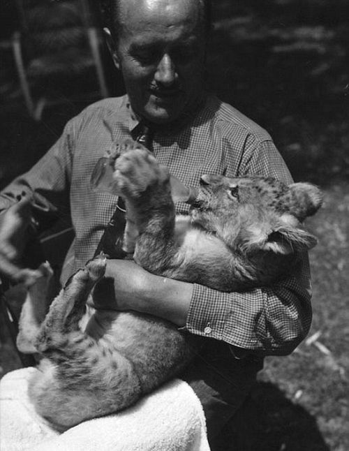 Львиная ферма в Калифорнии