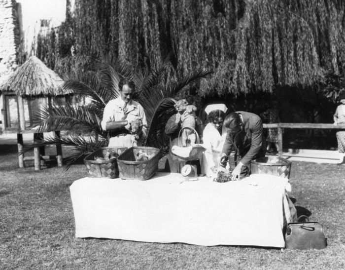 Львиная ферма в Калифорнии