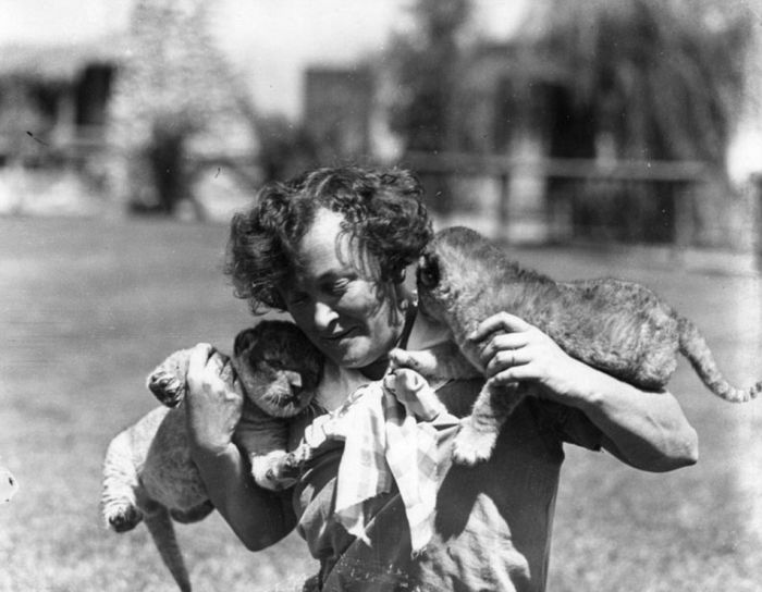 Львиная ферма в Калифорнии