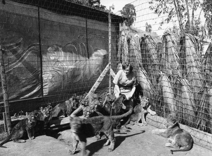 Львиная ферма в Калифорнии