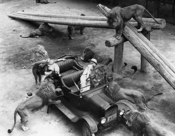 Львиная ферма в Калифорнии