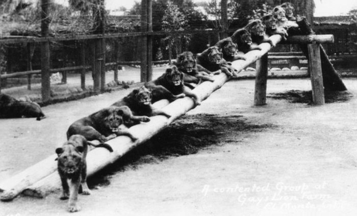 Львиная ферма в Калифорнии