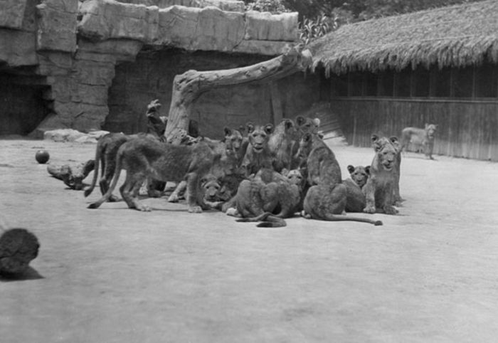 Львиная ферма в Калифорнии