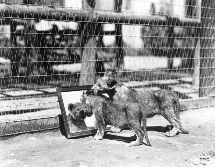 Львиная ферма в Калифорнии