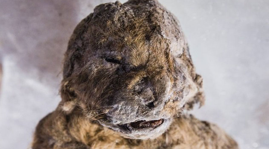 Тайны Сибири