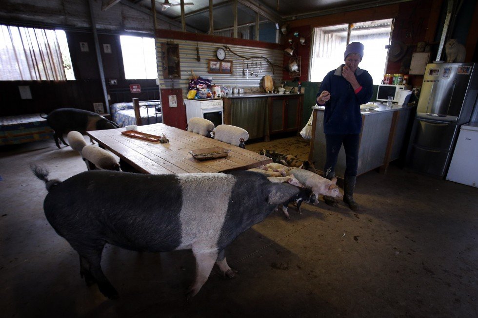 Необычные домашние животные