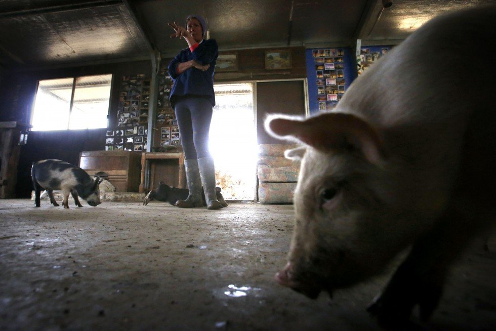 Необычные домашние животные