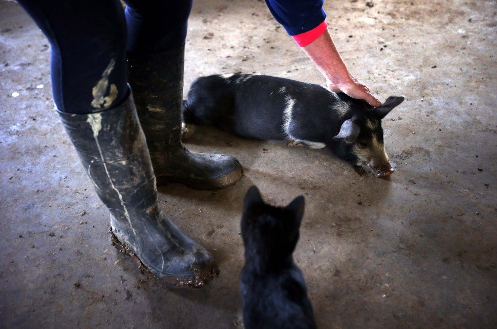 Необычные домашние животные