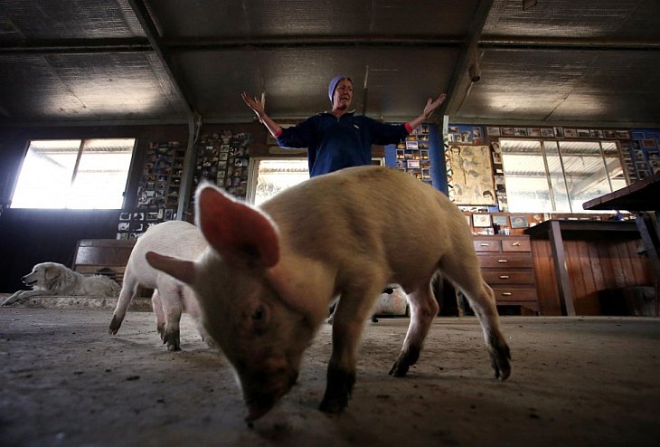 Необычные домашние животные