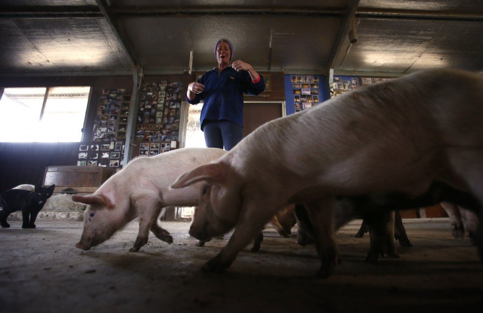 Необычные домашние животные