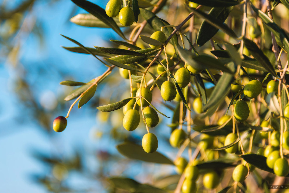 Теплая осень в Тоскане
