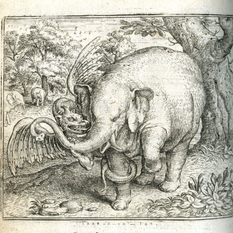 Несколько странных особенностей животных, в которые раньше верили люди. Часть 1