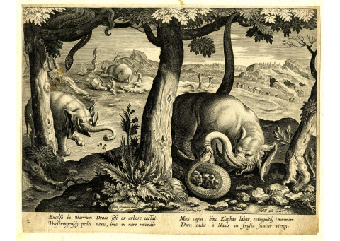 Несколько странных особенностей животных, в которые раньше верили люди. Часть 1