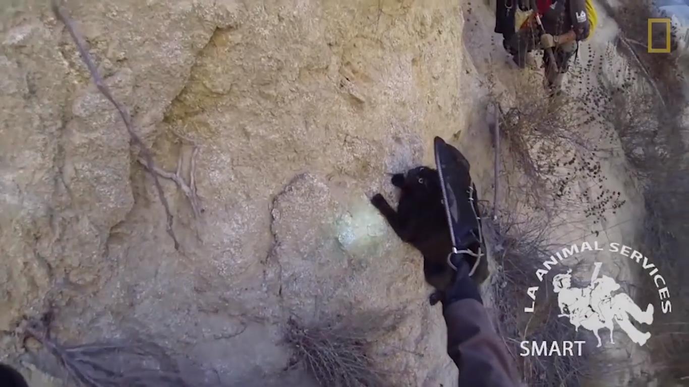 Шокирующие истории о котиках, которых пришлось спасать из весьма странных мест. Часть 1