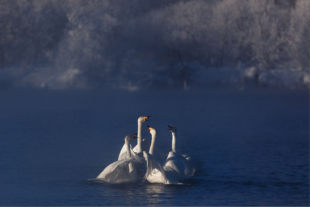 Лебединые истории Лебединые истории