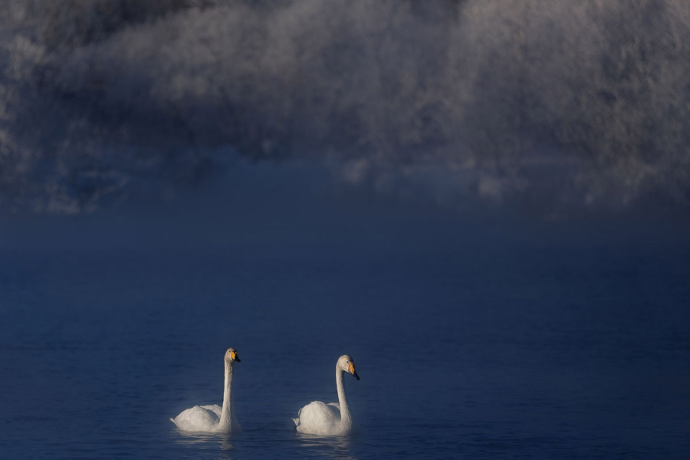 Лебединые истории Лебединые истории