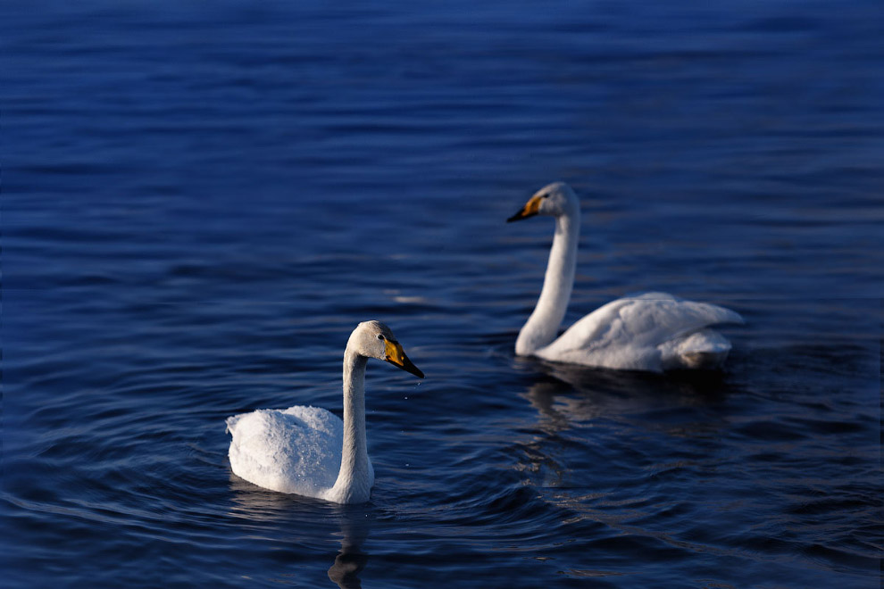 Лебединые истории Лебединые истории