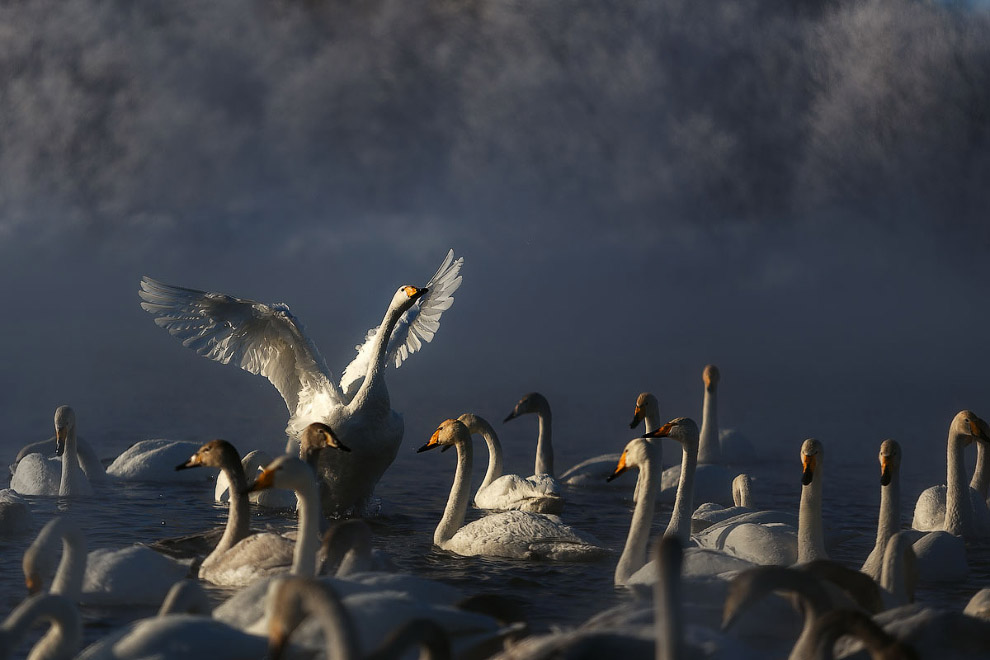 Лебединые истории Лебединые истории