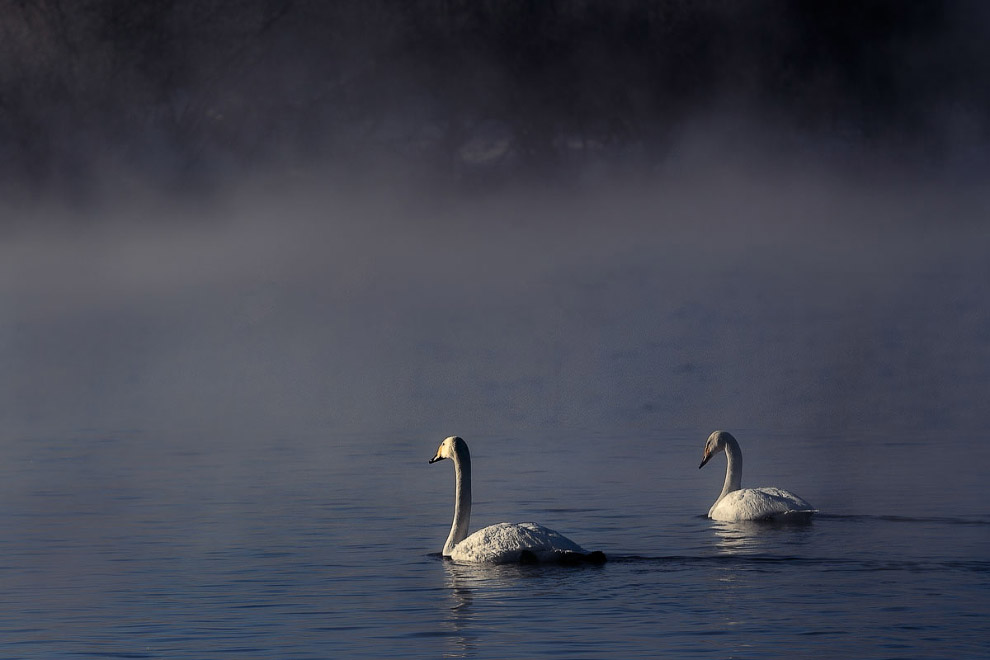 Лебединые истории Лебединые истории