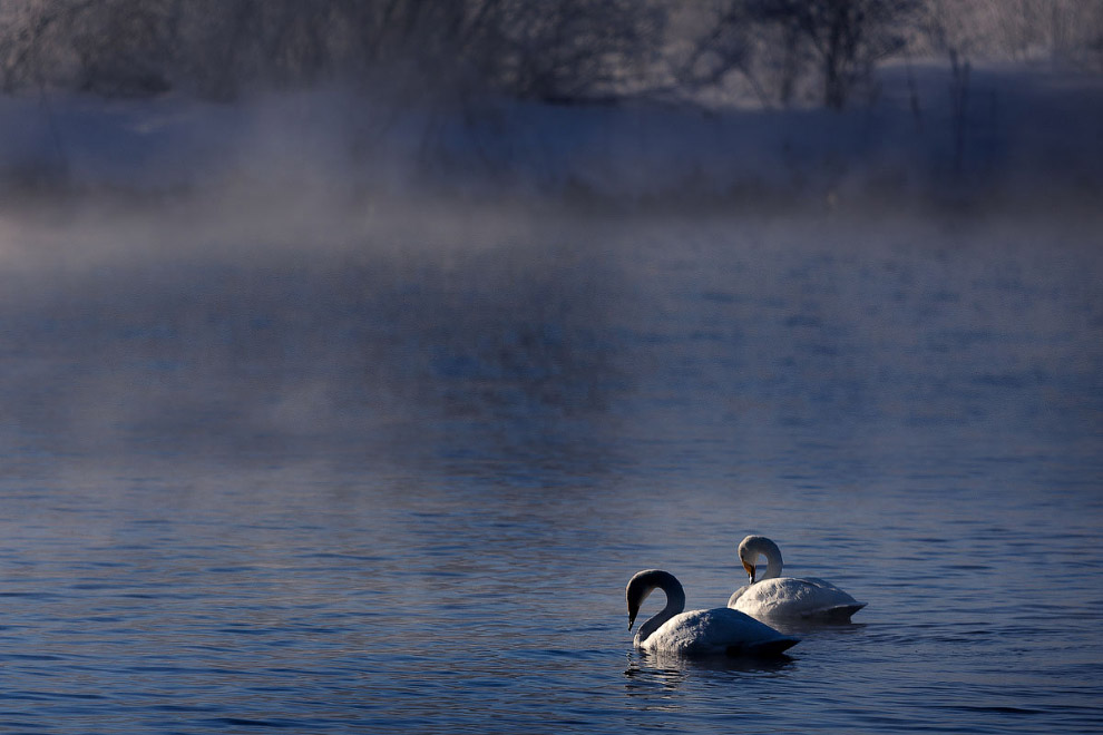 Лебединые истории Лебединые истории