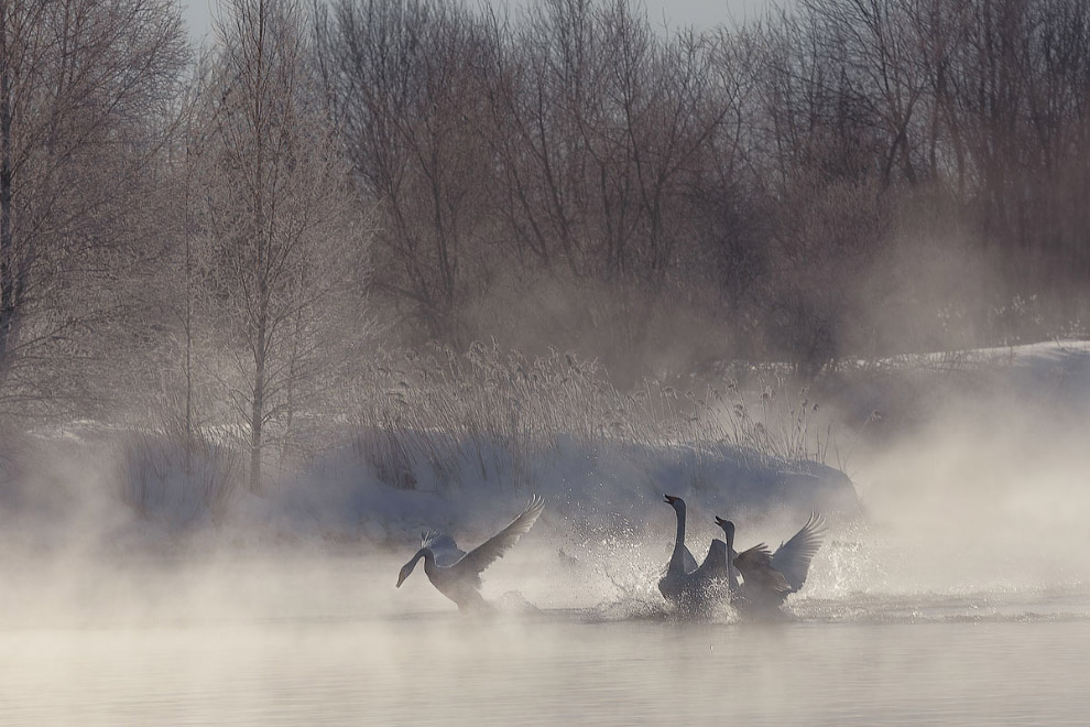 Лебединые истории Лебединые истории