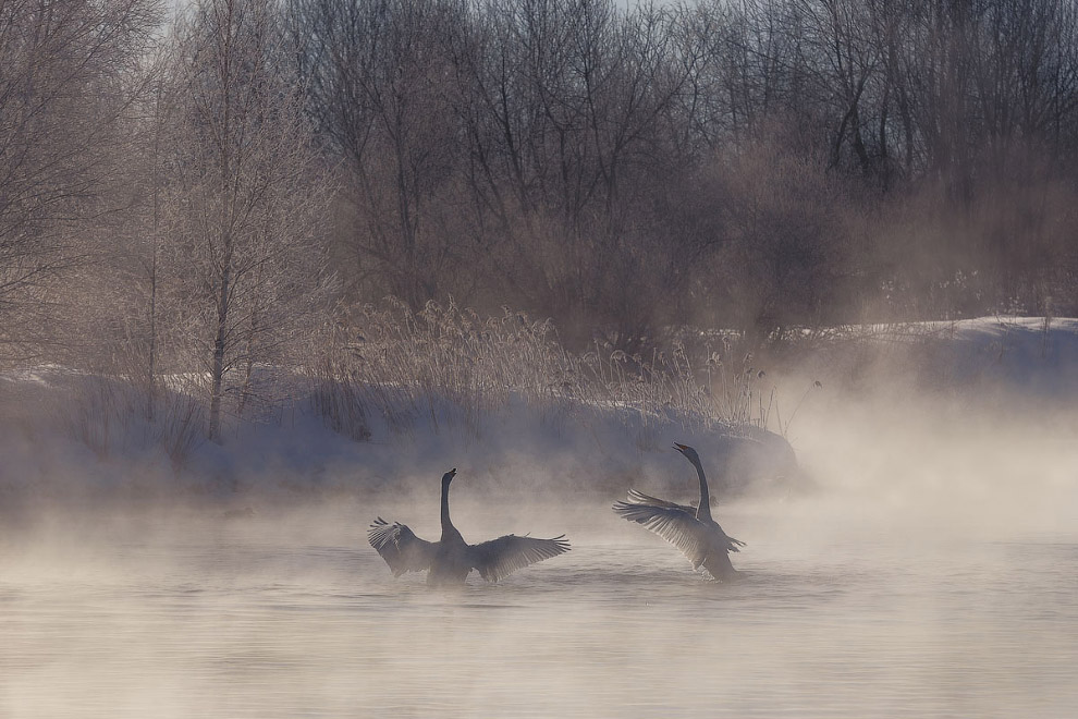 Лебединые истории Лебединые истории