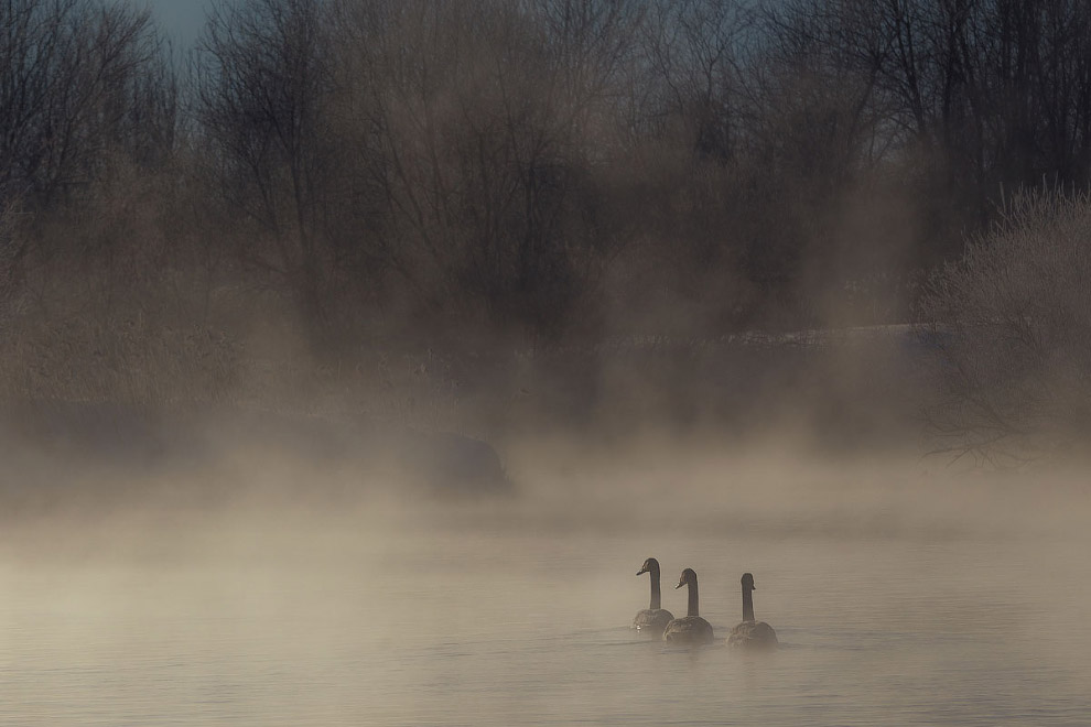 Лебединые истории Лебединые истории