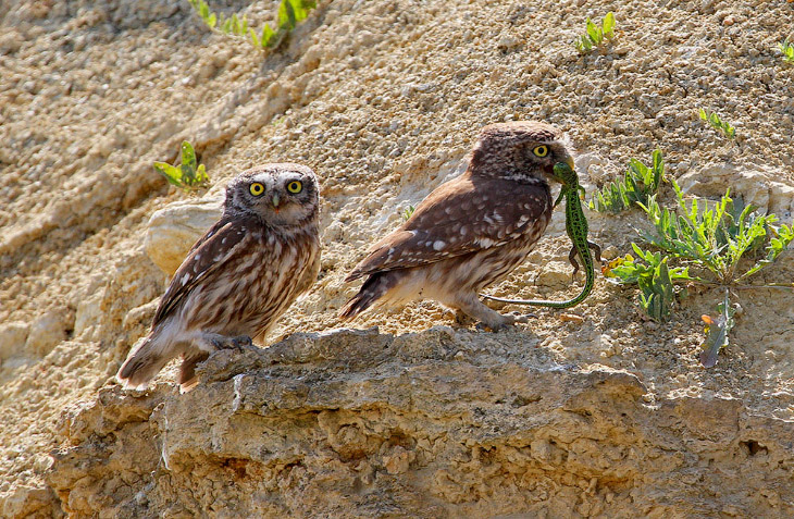 Домовые сычики