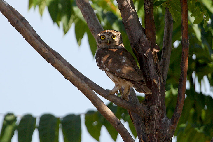 Домовые сычики