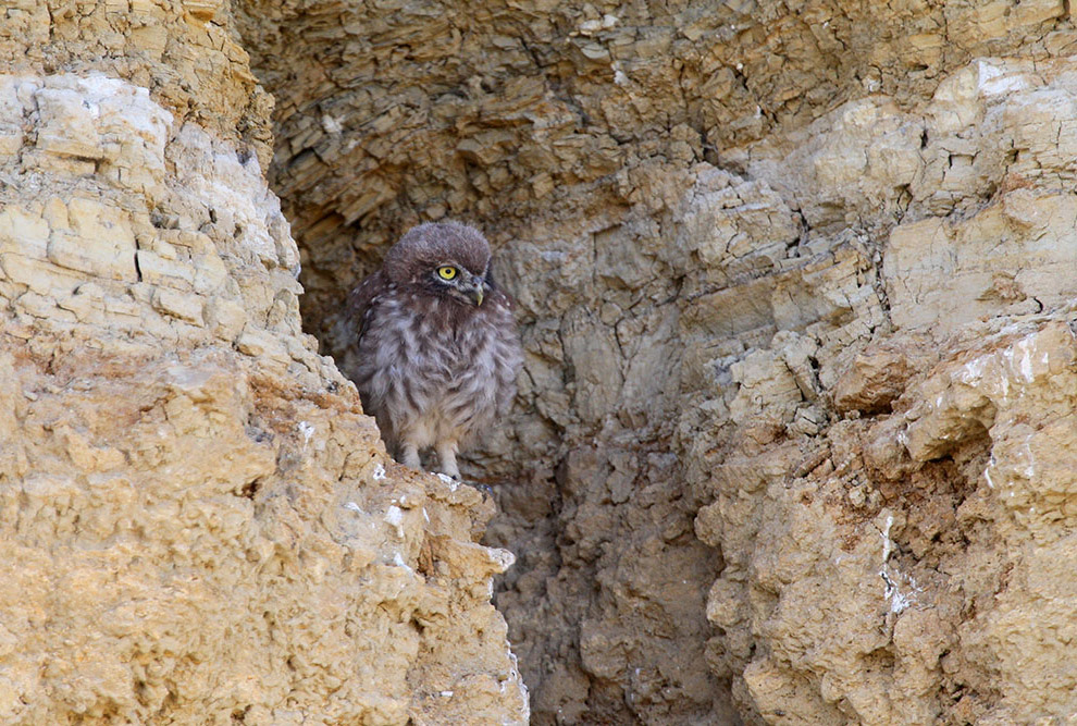 Домовые сычики