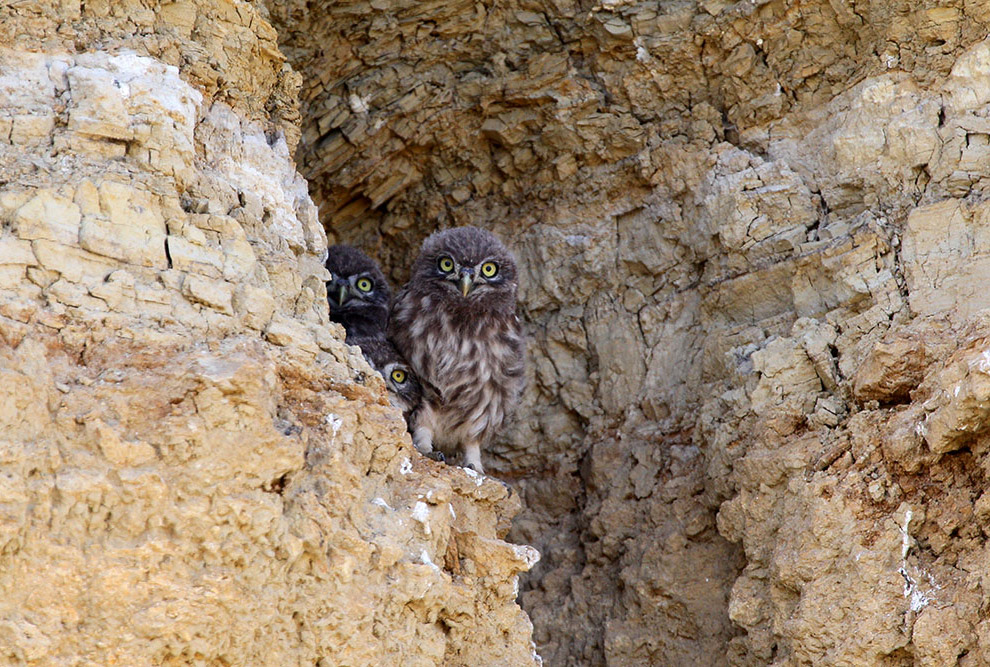 Домовые сычики