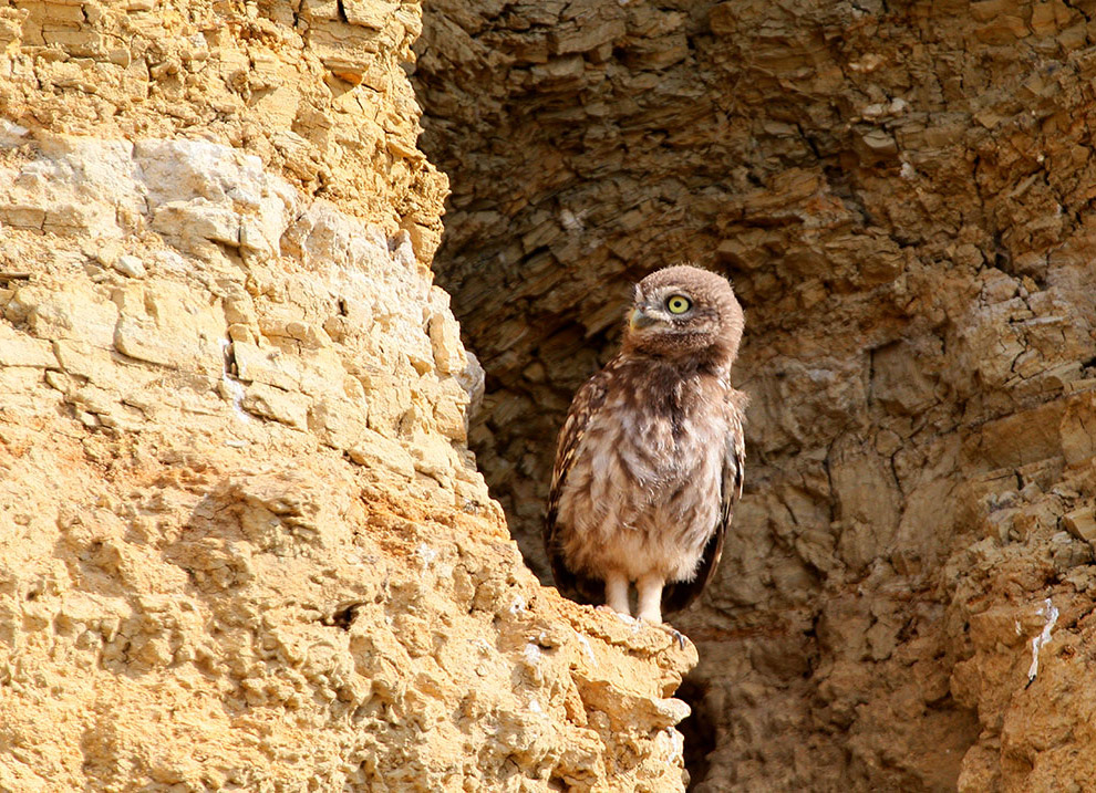 Домовые сычики