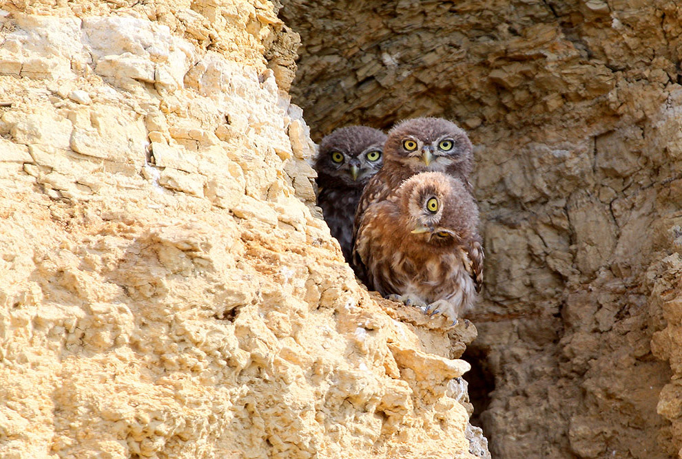 Домовые сычики