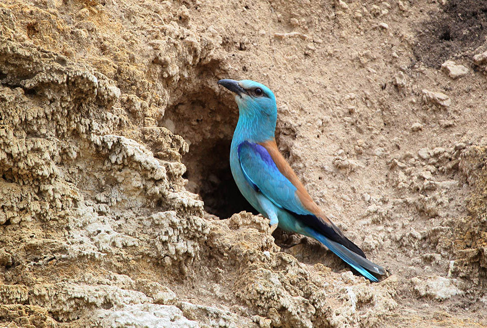 Домовые сычики