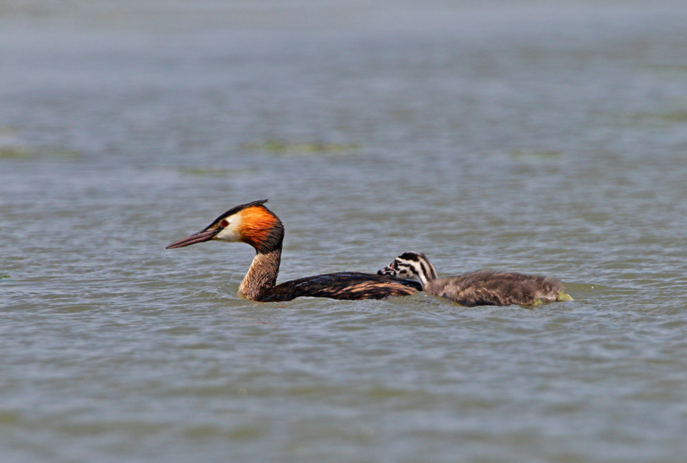 Домовые сычики