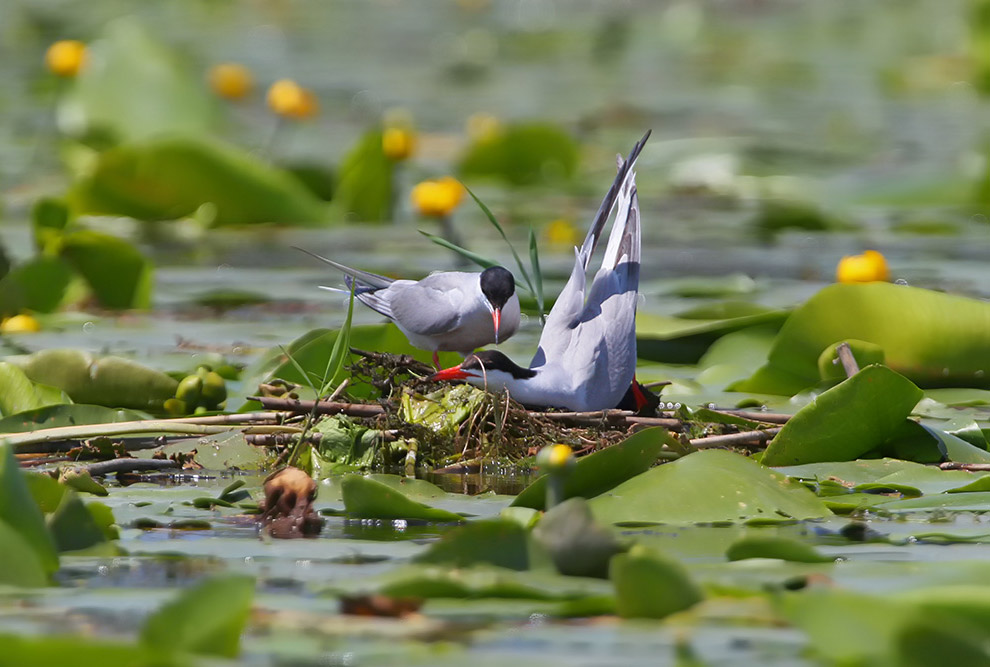 Домовые сычики