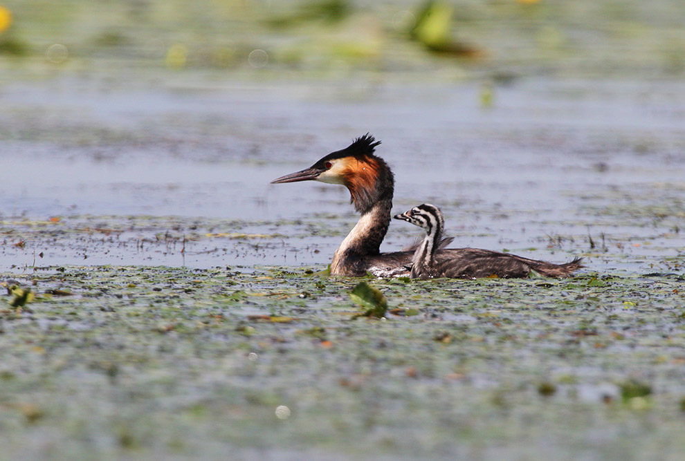 Домовые сычики