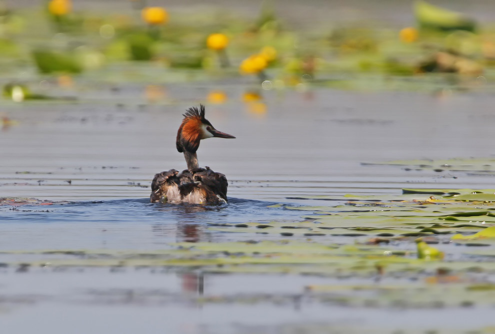 Домовые сычики