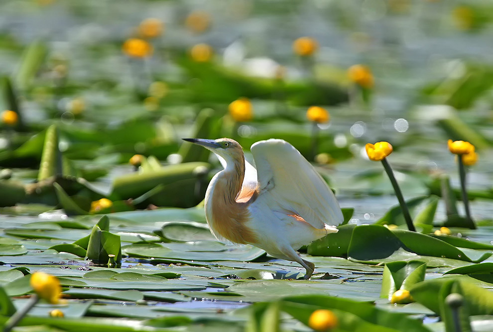Домовые сычики