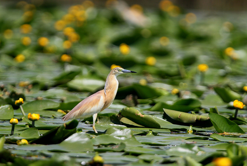 Домовые сычики