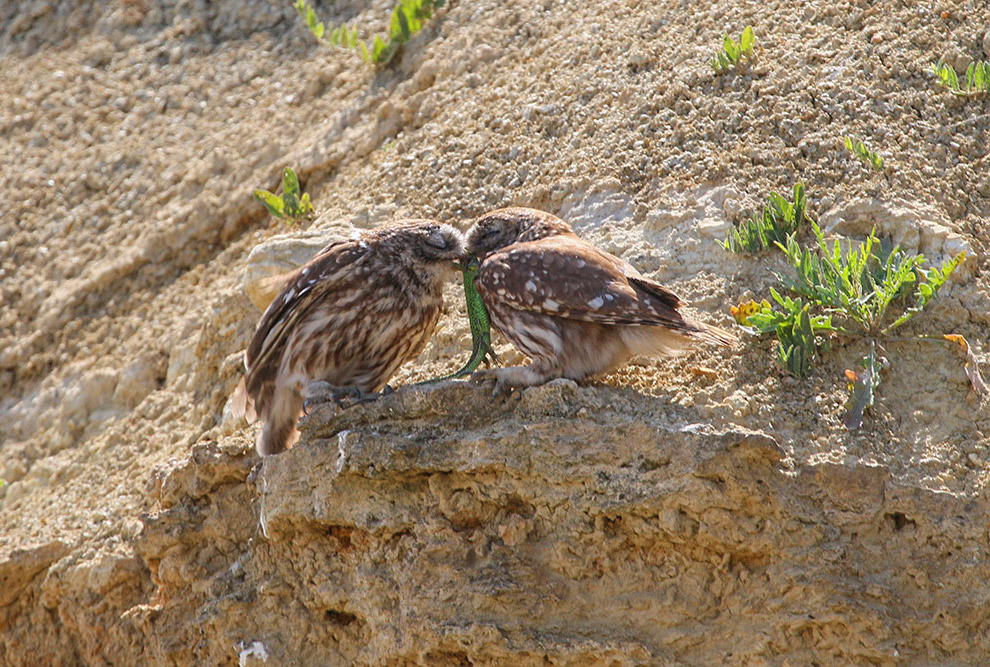 Домовые сычики