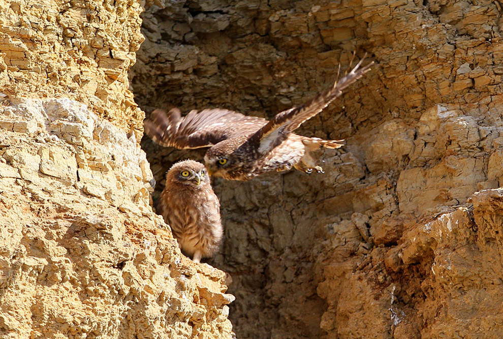 Домовые сычики