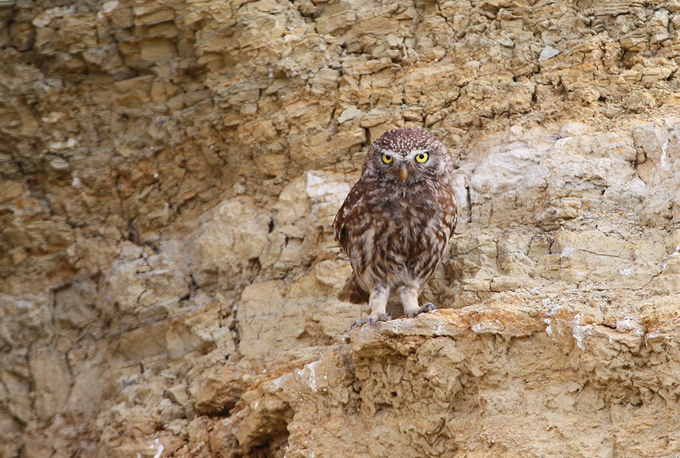 Домовые сычики