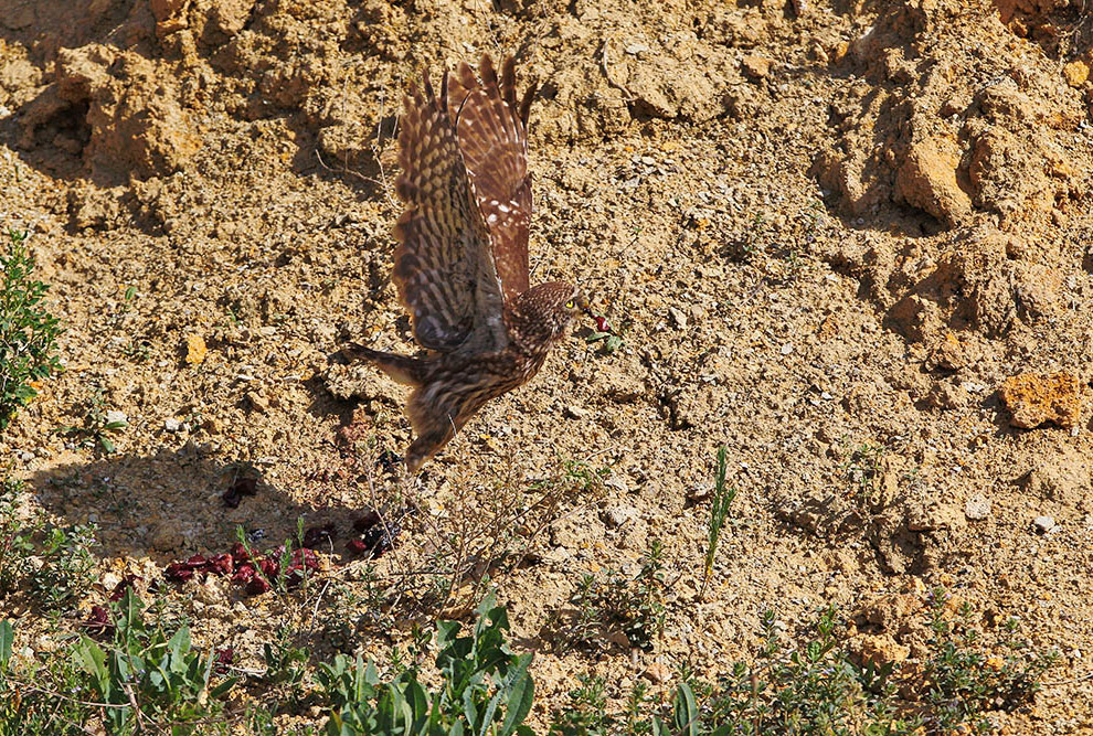 Домовые сычики