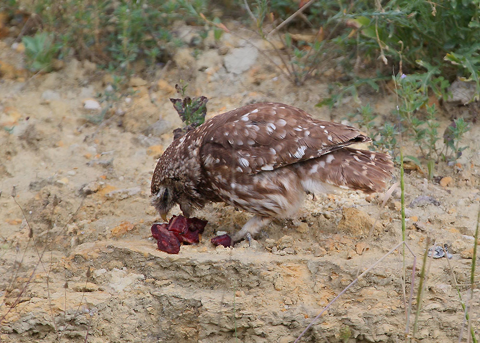 Домовые сычики