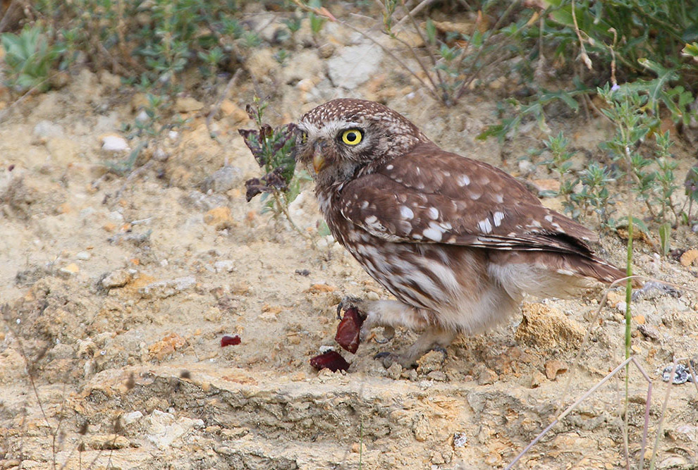 Домовые сычики