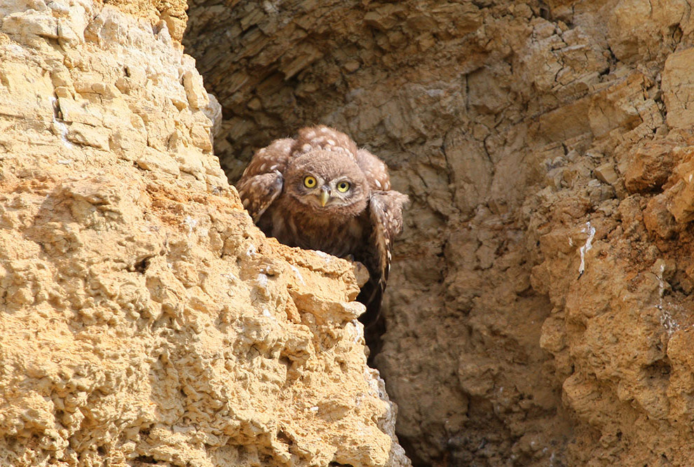 Домовые сычики