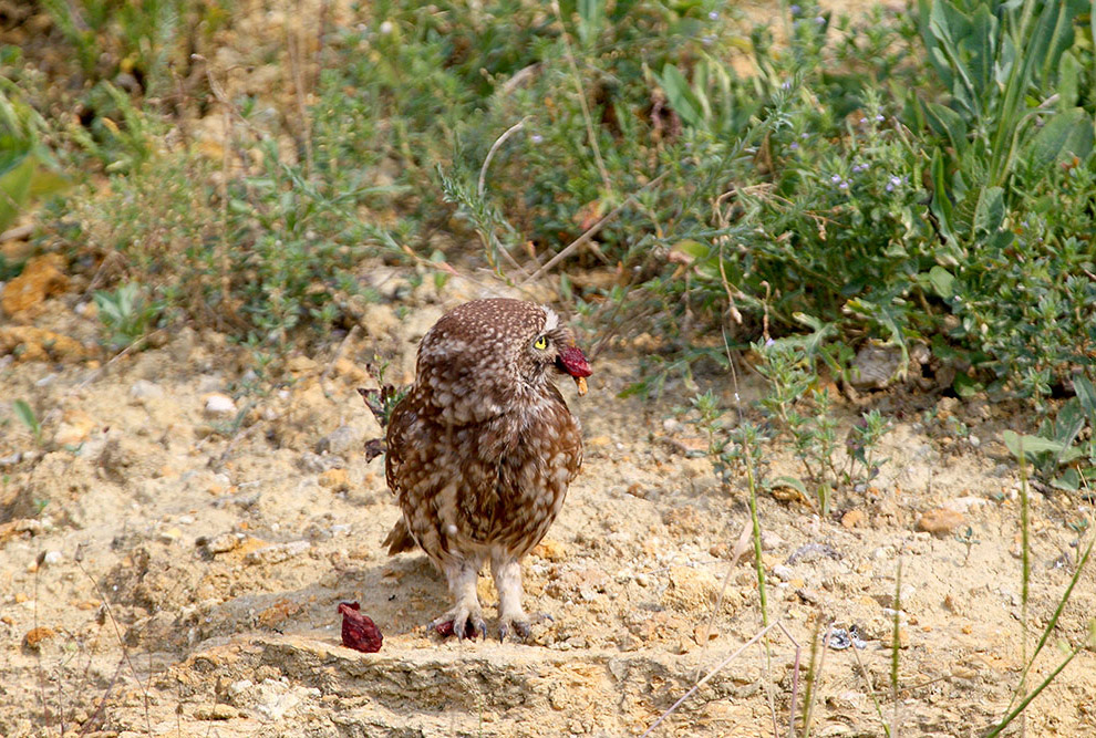 Домовые сычики
